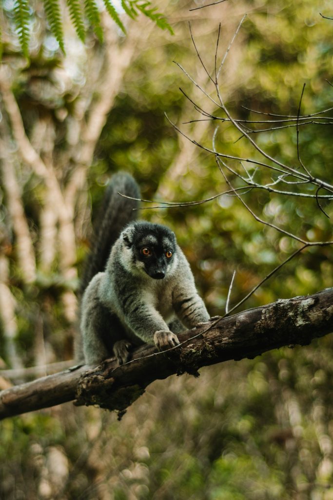 Un lémurien sur une branche.
