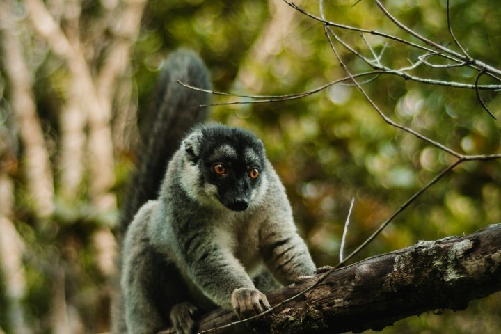 Un lémurien sur une branche.